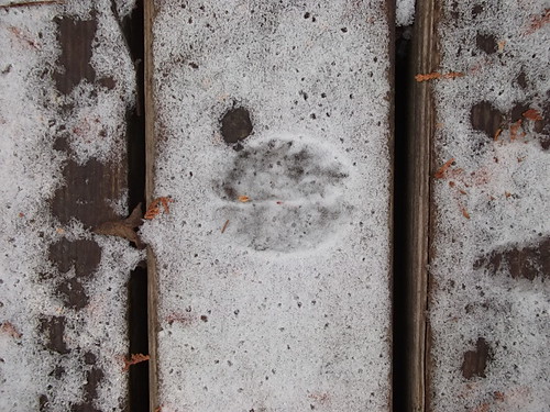 Bun-bun tracks by woodsrun