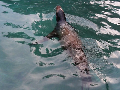 Sea Lion in the water