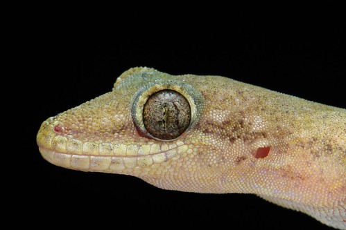 House Gecko (Hemidactylus sp.)