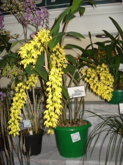 Dendrobium (speciosum x gracilicaule) 