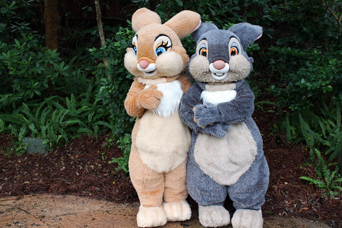 Meeting Thumper and Miss Bunny