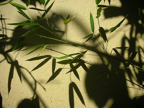 Bamboo leaves  by rozafa2010