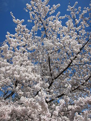 2012 Cherry Blossoms