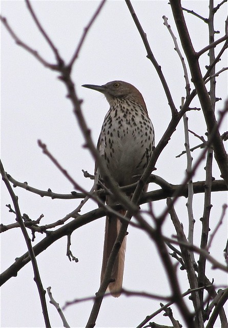 Brown Thrasher at Ewing Park in Bloomington, IL
