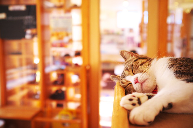 I'm only sleeping (at a cat cafe, Nara)