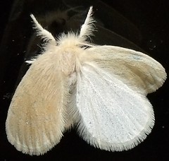 Tussock Moth (A)