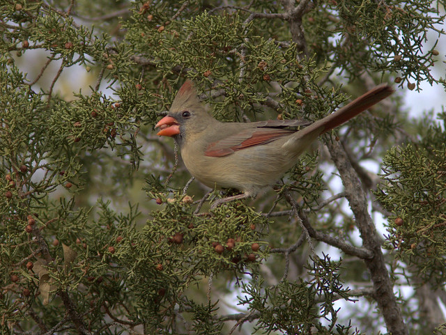 Northern Cardinal female  2-20111112