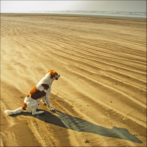 Doggie on the beach, Akshi, Maharashtra by Rajesh Vijayarajan Photography