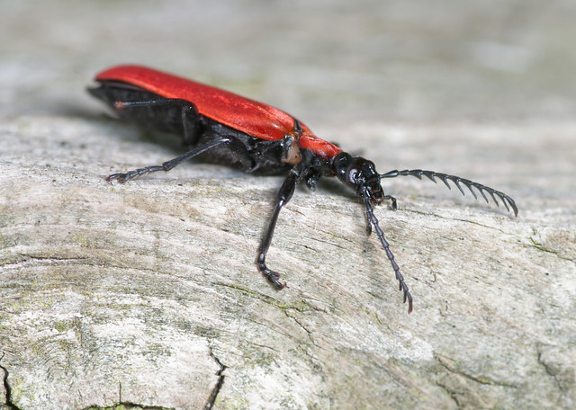 Cardinal beetle - Pyrochroa coccinea 5