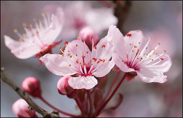 桜が咲いている: 春が来た
