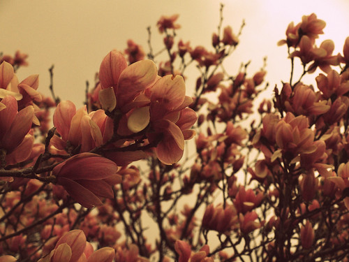 spring flowers2