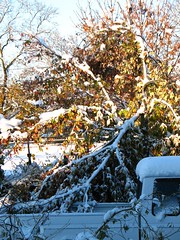 sugar maple in truck bed: Snowstorm of October 2011, New Jersey