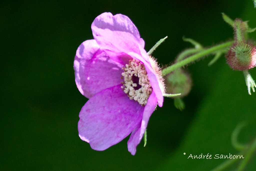 Flowering Raspberry (Rubus odoratus)-5.jpg