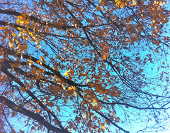 Oak Tree in November by randubnick