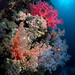 Red Sea Colors