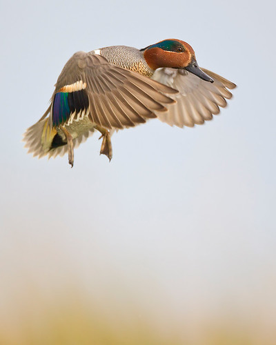 Incoming Teal by Jeff Dyck