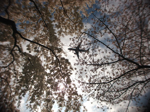 Plane and Cherry Blossoms