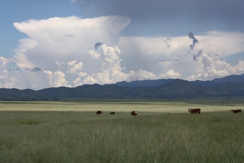 patagonia clouds cows monsoon grassland sanrafaelgrassland