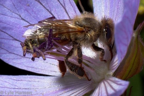 flowers macro bee honeybee