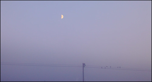 moon mist bird night landscape wire minimalism måne f12 dimma fågel kväll telefonstolpe telefonledning canonef85mmf12liiusm canoneos5dmarkii