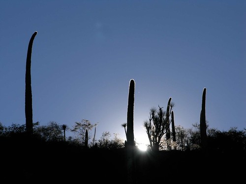 plants latinamerica cacti mexico landscapes flickr desert sunsets 2006 puebla succulents mex gpsapproximate