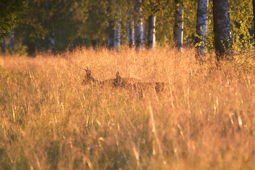 light summer nature golden evening couple sweden wildlife natur deer sverige roe par sommar naturbilder värmland rådjur kväll naturfoto