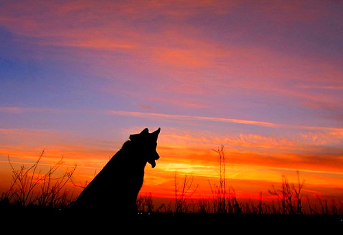 dog dogs husky dusk kern siberianhusky aurora siberian bakersfield kerncounty pointyfaceddog canonpowershotsx20is