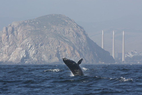 humpback whale, morro rock and smokestacks