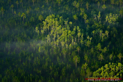 usa fog forest sunrise geotagged unitedstates florida aerial ormondbeach nationalgardens geo:lat=2928632403 geo:lon=8116827965