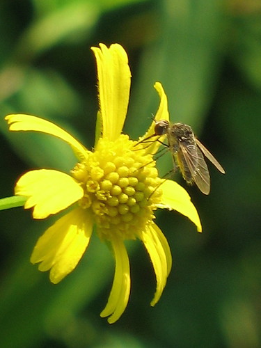 fly flies beefly bombyliidae