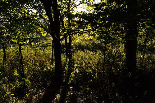 trees light sunset nature fence nikon shadows sunsetlight d3100