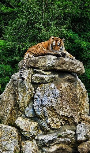 wood rock forest zoo feline tiger licking