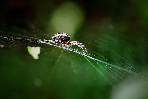 macro net nature beauty monster danger germany insect spider europe bokeh spiderman “flickraward” mygearandme