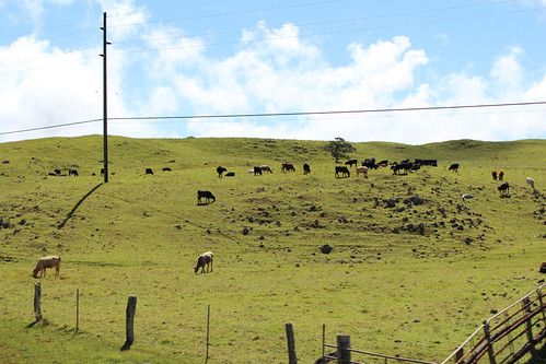 hawaii cattle cows bigisland