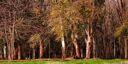 trees texture textura argentina forest arboles bosque ezeiza tatot