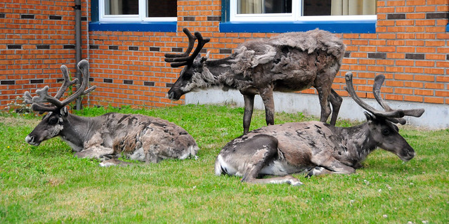 Three reindeer. THREE. Outside my hotel window in Hammerfest / Norway