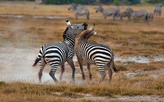 Zebra "Discussion"