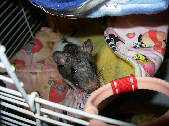Rhinelander Rat Rescues Hammies