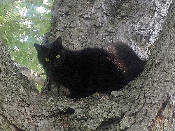 Toulouse In Tree