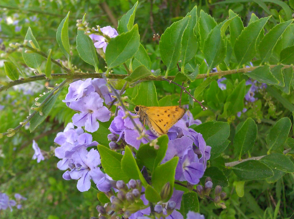 Moth and Flowers