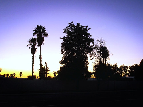 sunset arizona sun set landscape palmtree