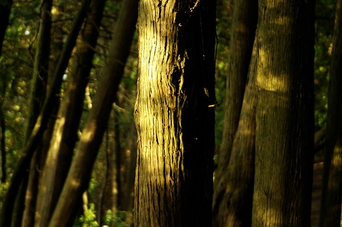 trees woods bark provincialpark sibbald