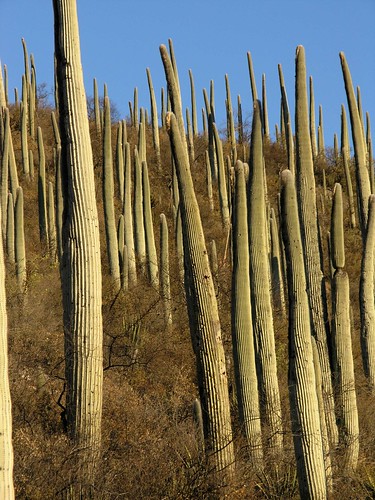 mountains latinamerica cacti mexico landscapes flickr desert 2006 gps puebla mex