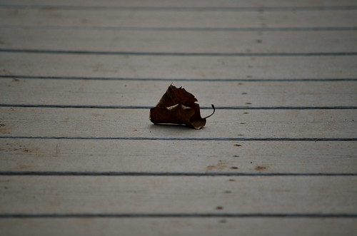 wood bridge dark virginia leaf sad manassas woodenbridge manassasbattlefield darkcolor brownleaf