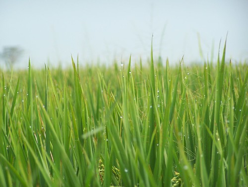 green nature field rice paddy kodak z650