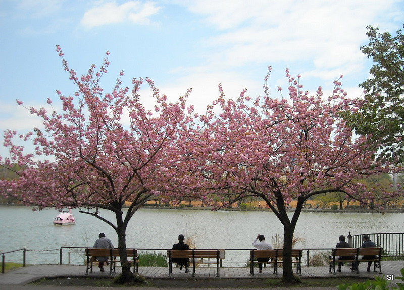 Sakura trees along Shinobazu Pond in Ueno Park Tokyo
