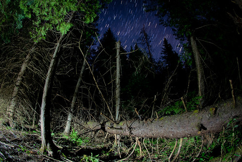summer tree forest stars fisheye fallen startrails 2011 canoneos7d