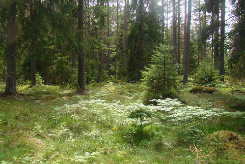 vacation forest sweden