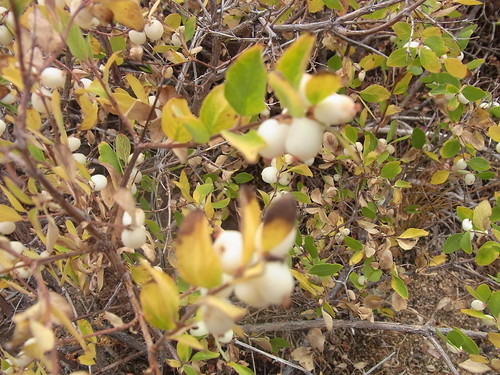 plants white berries