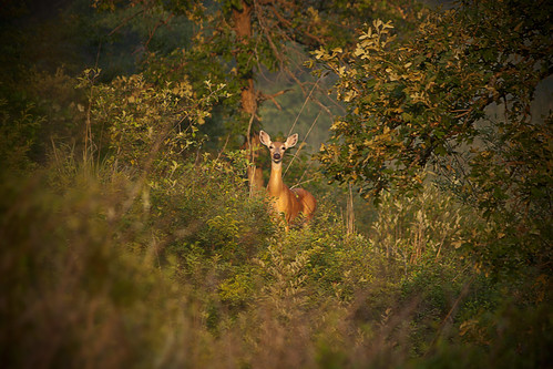 sunrise depthoffield deer rodde keepatawcountyforestpreserve kevinrodde kevinroddephoto kevinroddephotography